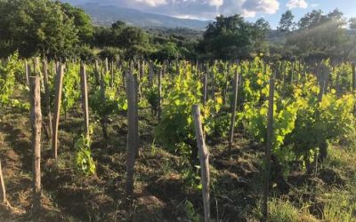 Relazione conclusiva delle attività svolte nell’ambito del progetto Si.Fi.Vite