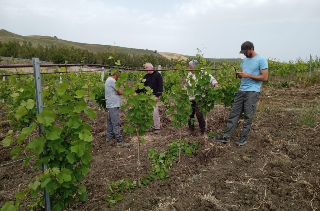 SIFIVITE VITICOLTURA SOSTENIBILE IN SICILIA