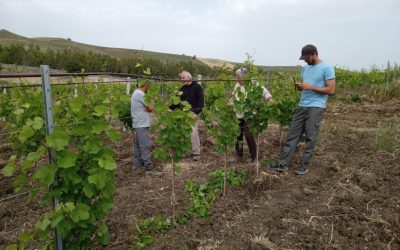 Innovazione e sostenibilità nella filiera vitivinicola siciliana