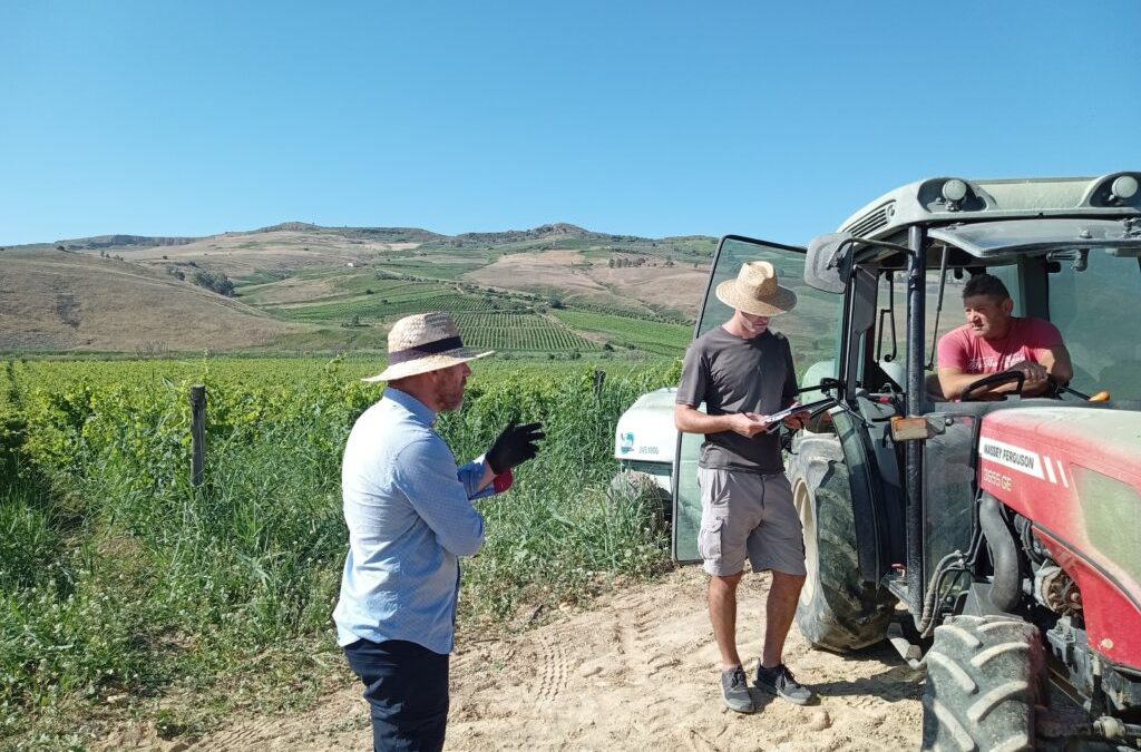 SIFIVITE VITICOLTURA SOSTENIBILE IN SICILIA
