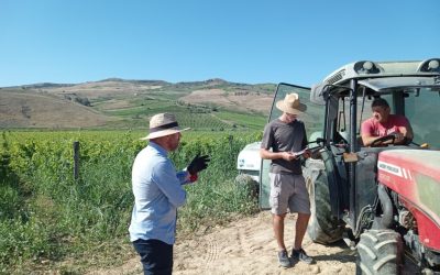 Meno fitofarmaci e raggi UV-C, ecco come la geotermia sta ridisegnando la produzione del vino